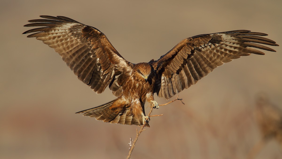 Black Kite - ML228624451