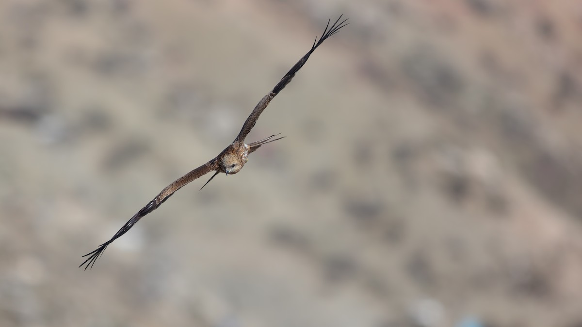 Black Kite - ML228624561