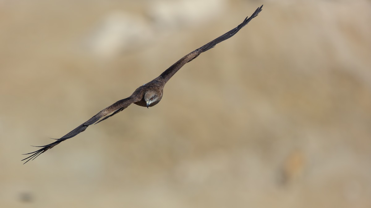 黑鳶 - ML228624571