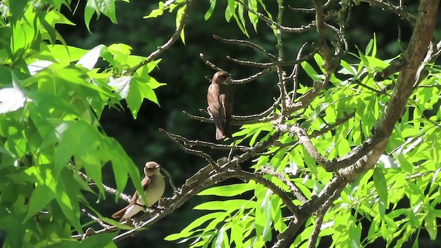 Northern Rough-winged Swallow - ML228624681