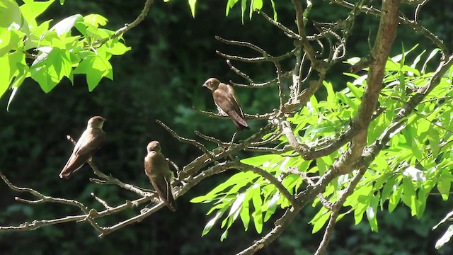 Northern Rough-winged Swallow - ML228625541