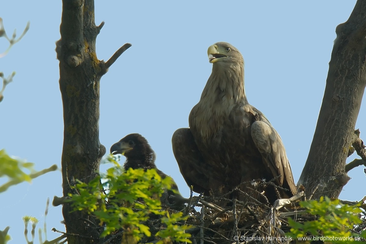 White-tailed Eagle - ML228627211