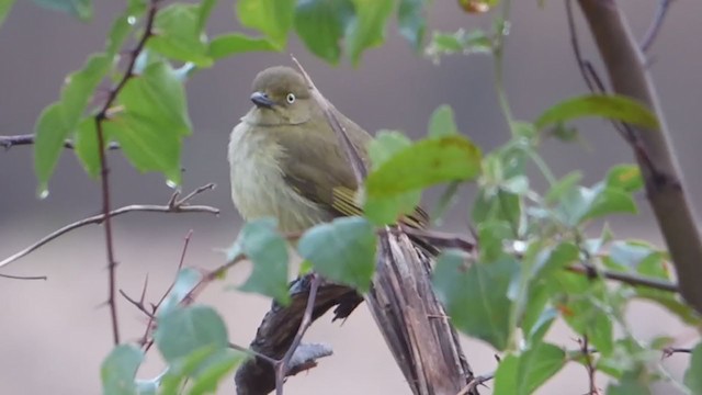 Sombre Greenbul - ML228628081