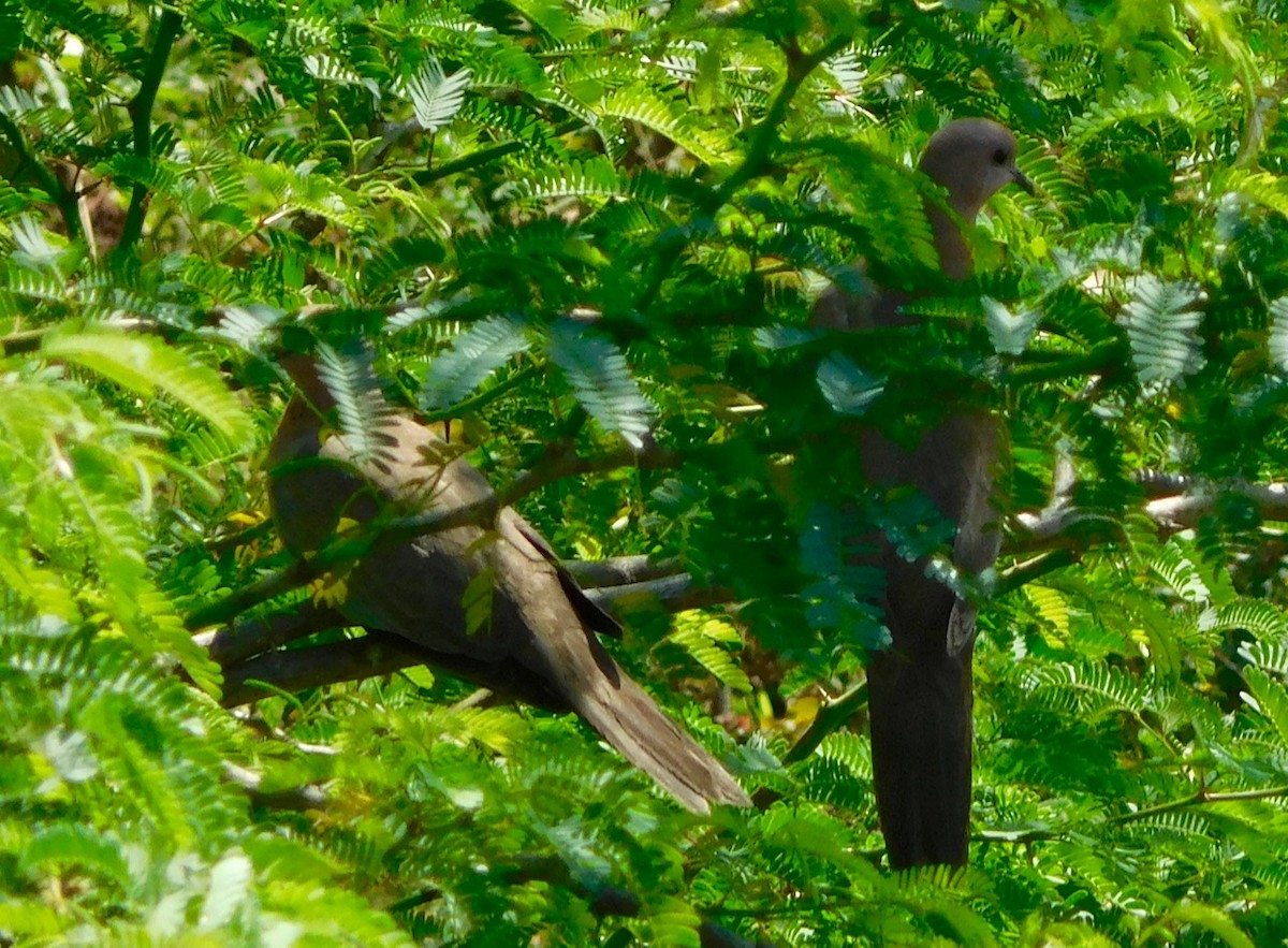 Laughing Dove - Prashanth N S