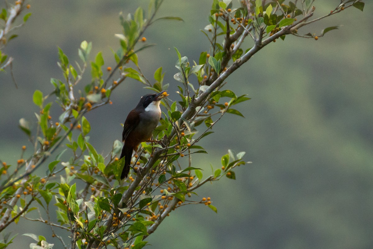 Wayanad Laughingthrush - Tarun Menon