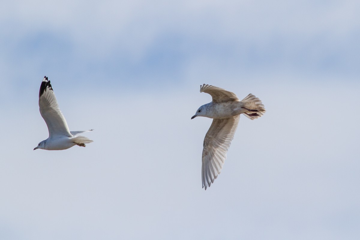 Gaviota Groenlandesa (kumlieni) - ML228629281