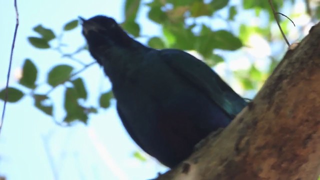 Burchell's Starling - ML228629631