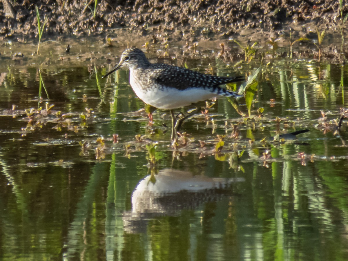 Solitary Sandpiper - ML228631491