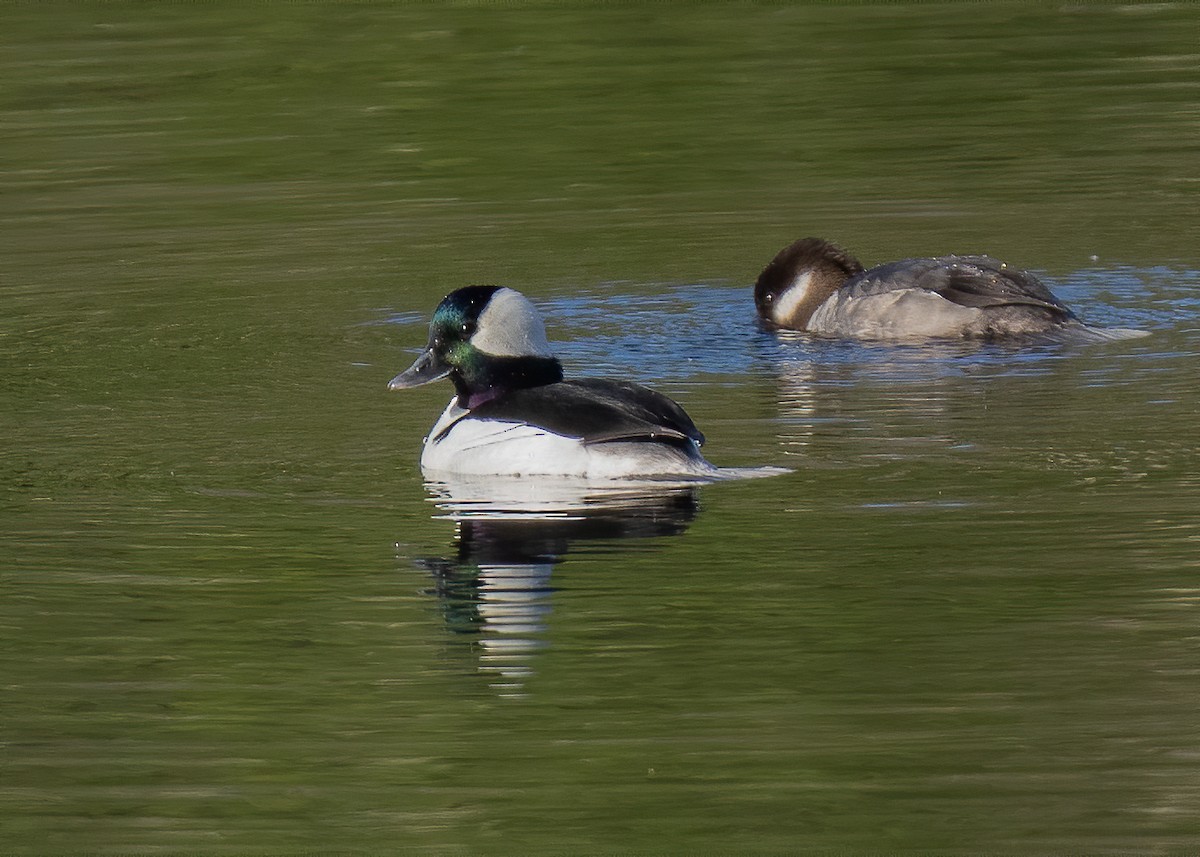 Bufflehead - Bill Millett