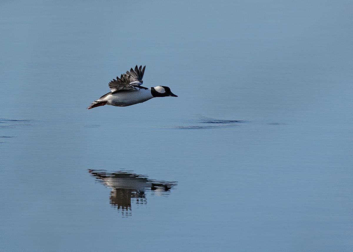 Bufflehead - Bill Millett