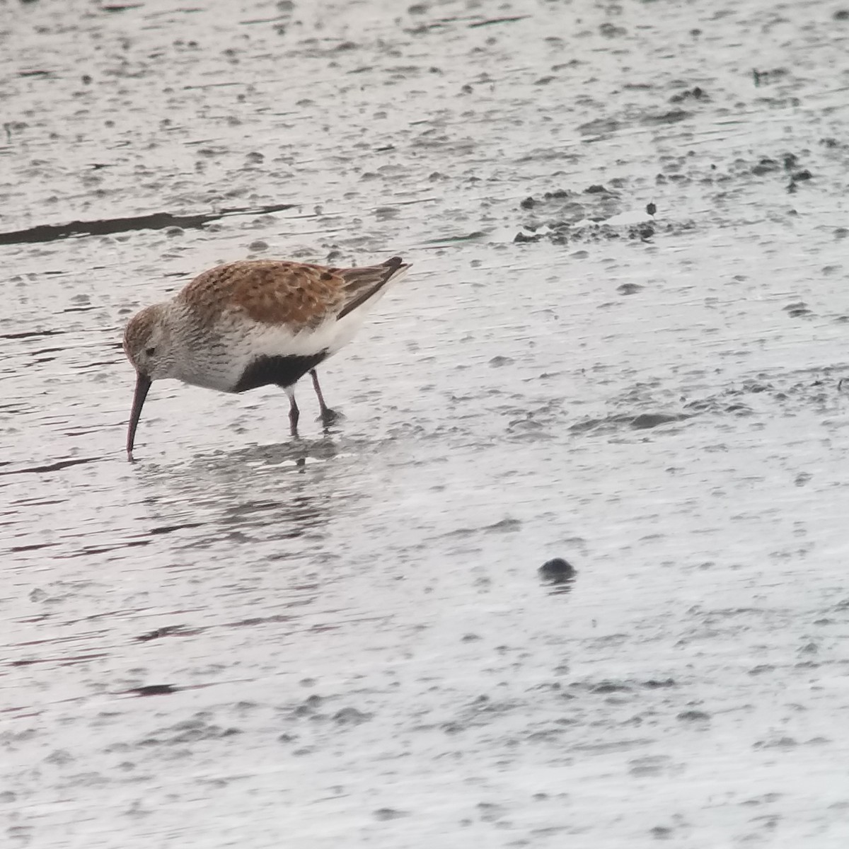 Dunlin - ML228631921