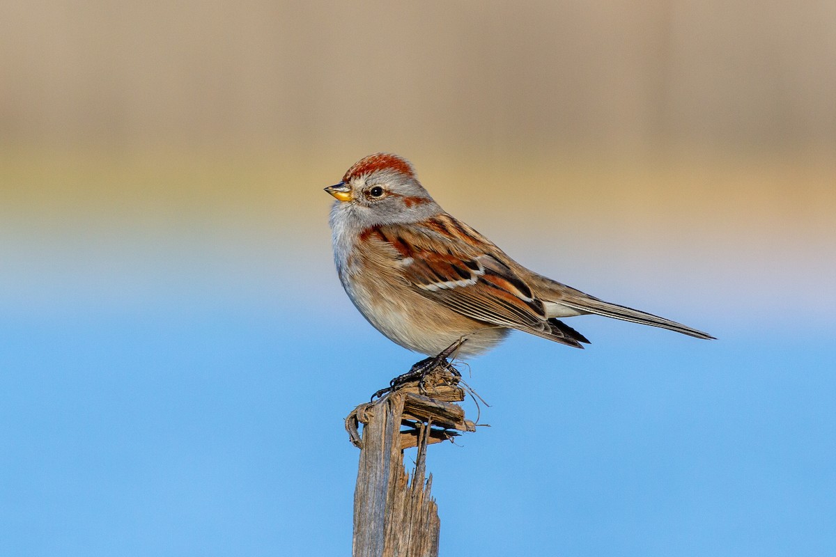 American Tree Sparrow - ML228632811