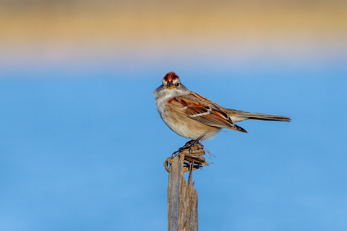 American Tree Sparrow - ML228632821