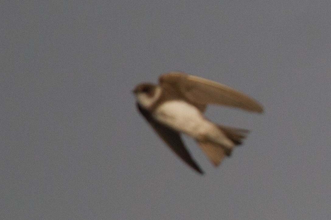 Bank Swallow - ML22863411