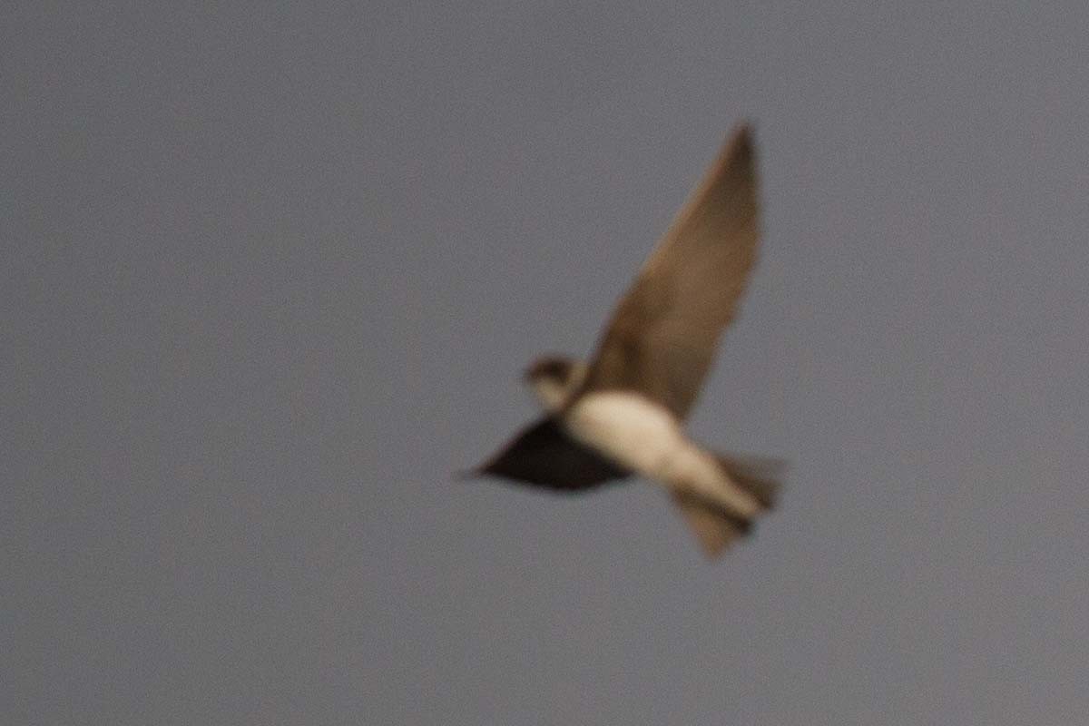 Bank Swallow - ML22863421