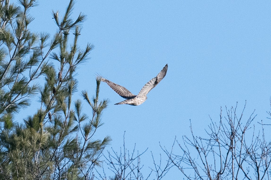 American Goshawk - ML228637101