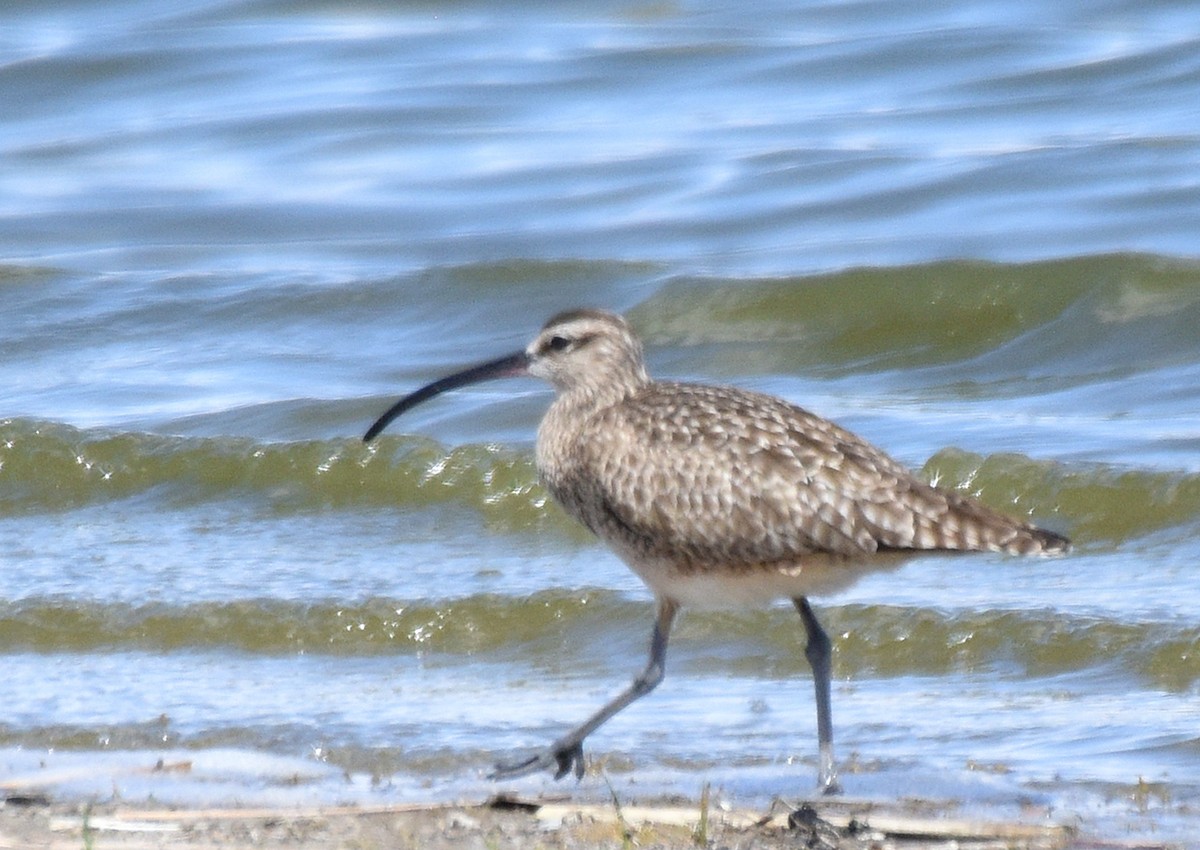 Whimbrel - ML228637141