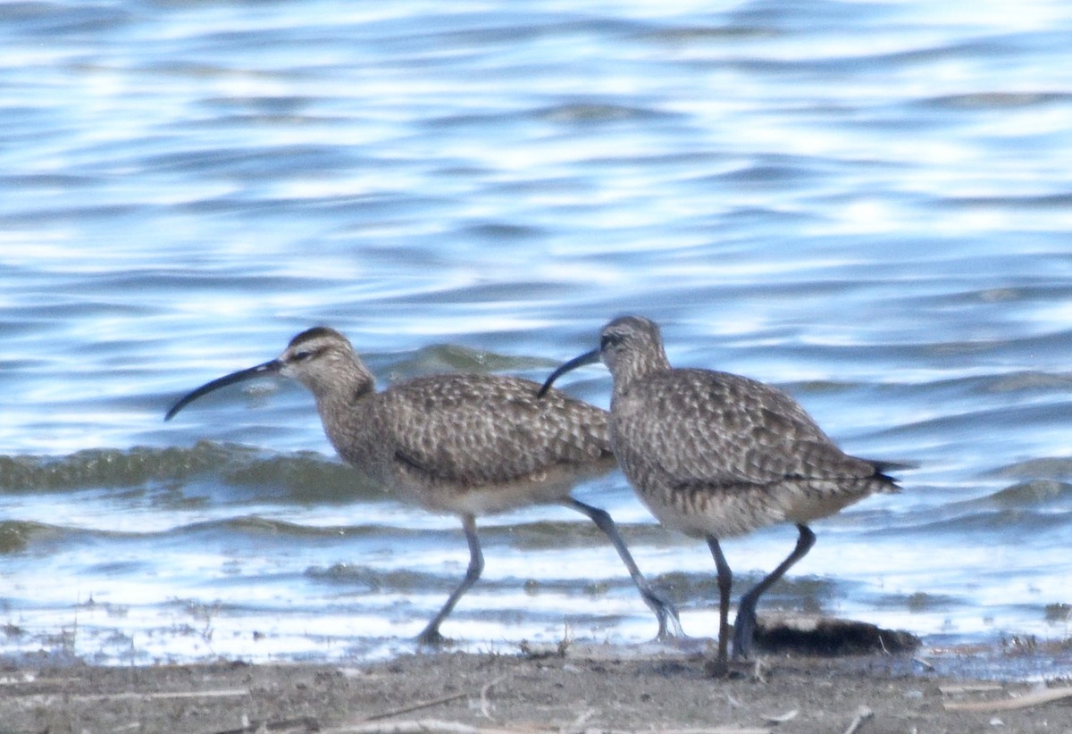 Whimbrel - ML228637211