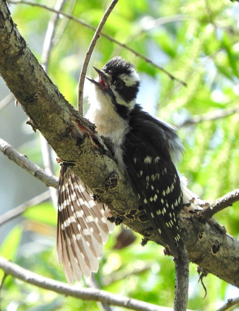 Downy Woodpecker - ML228640021