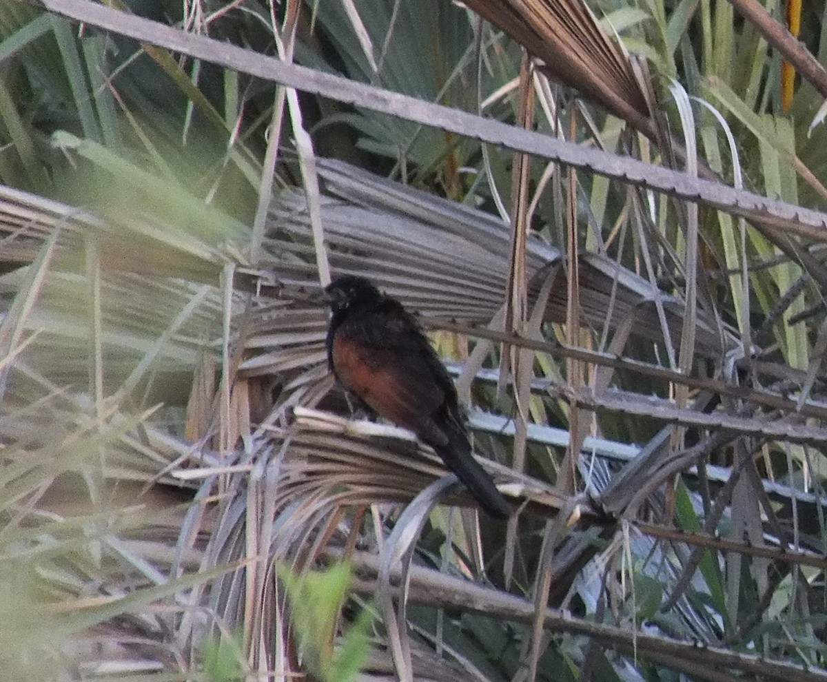 Black Coucal - ML228642191