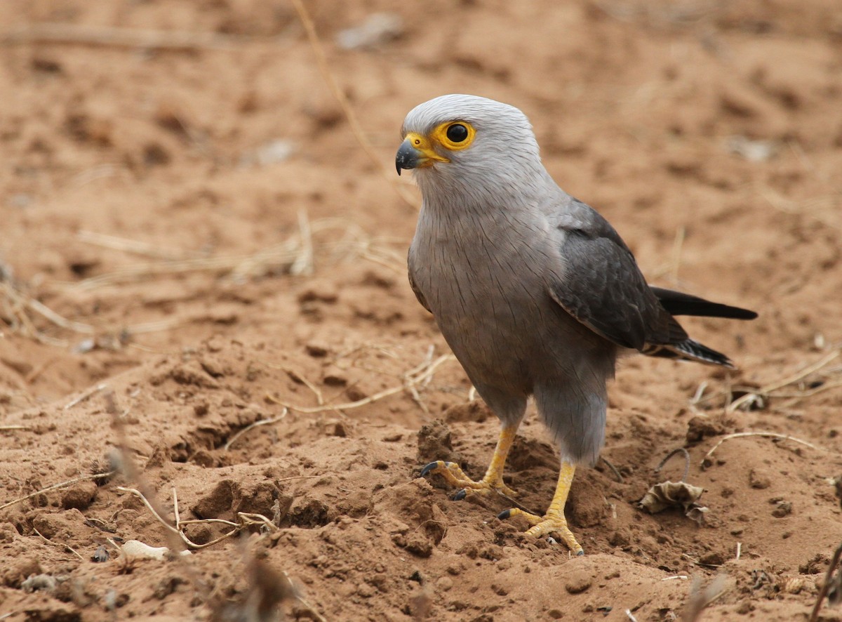 Dickinson's Kestrel - ML228642871