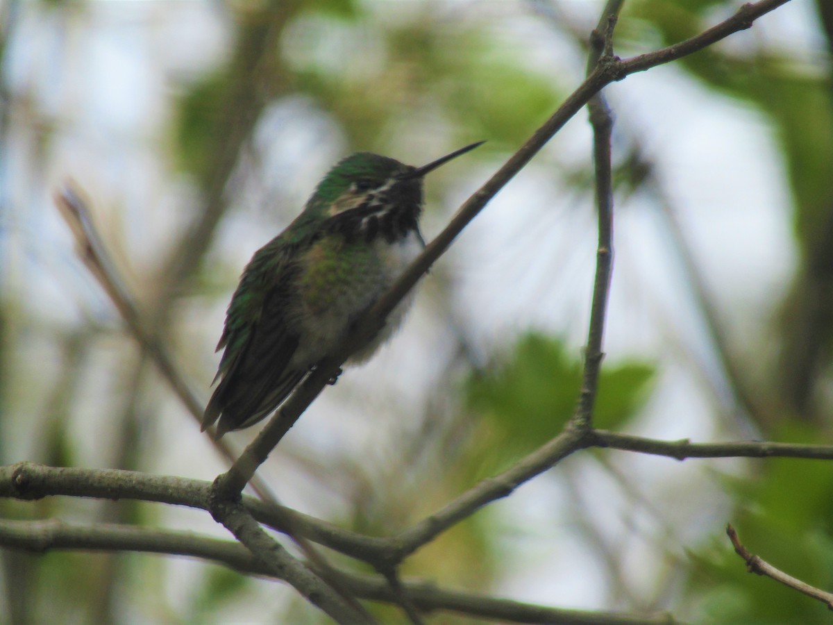 Calliope Hummingbird - ML228645721