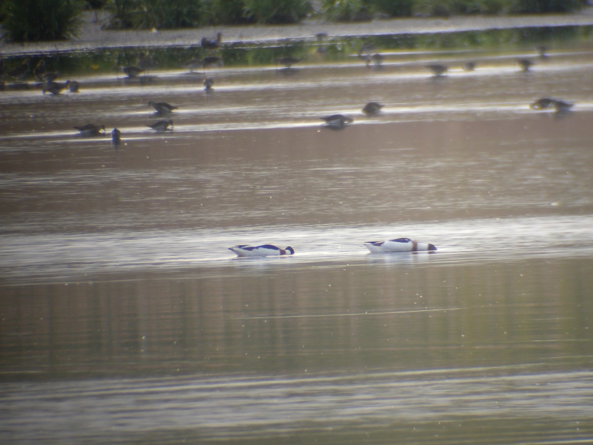 Common Shelduck - ML228646391