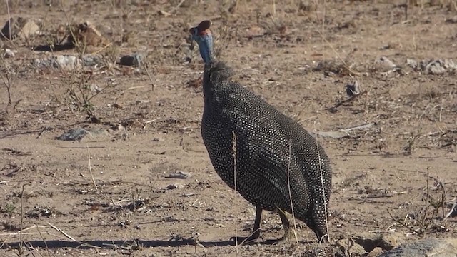 Helmeted Guineafowl - ML228646621