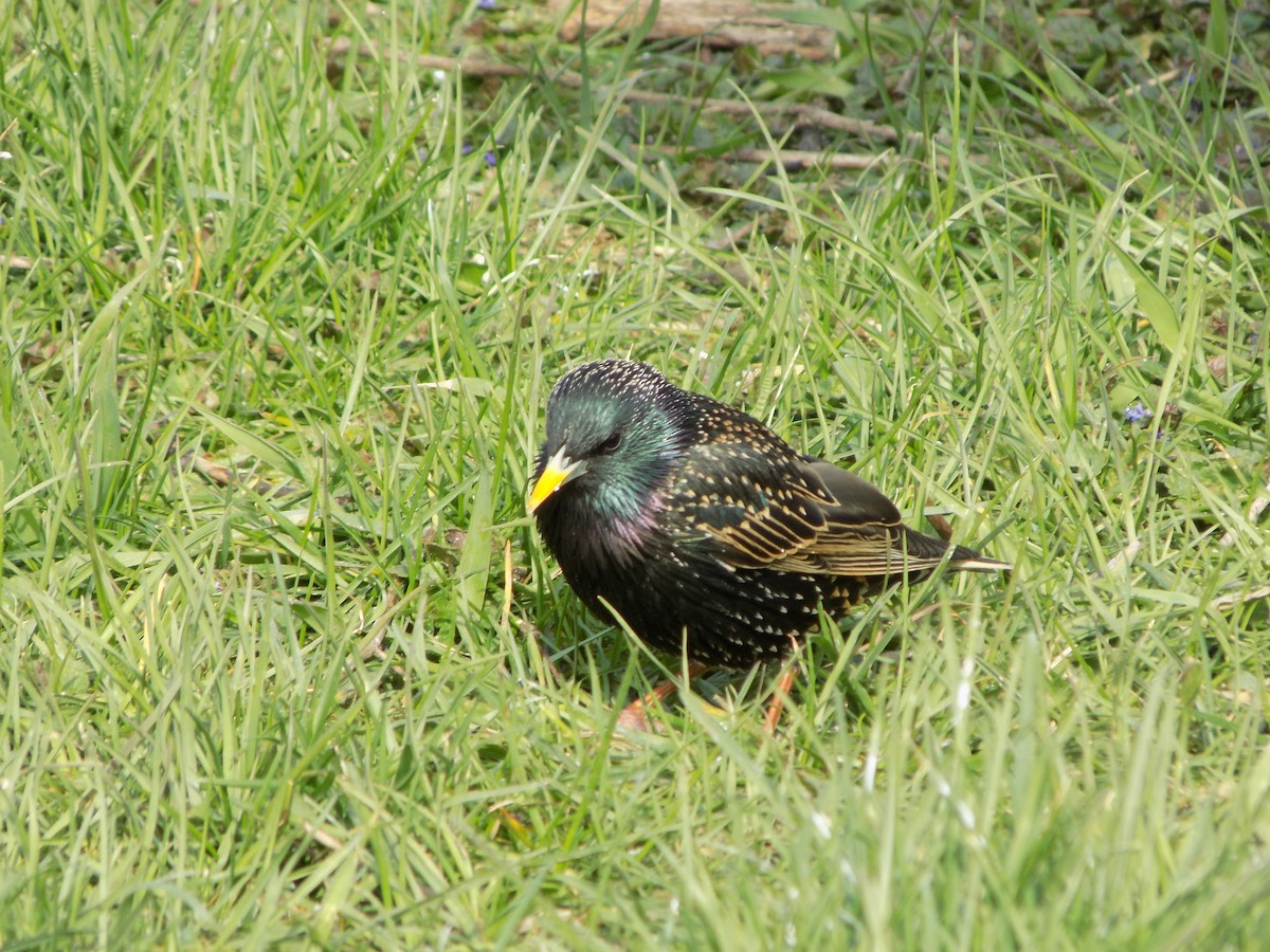 European Starling - The Real Anonymous