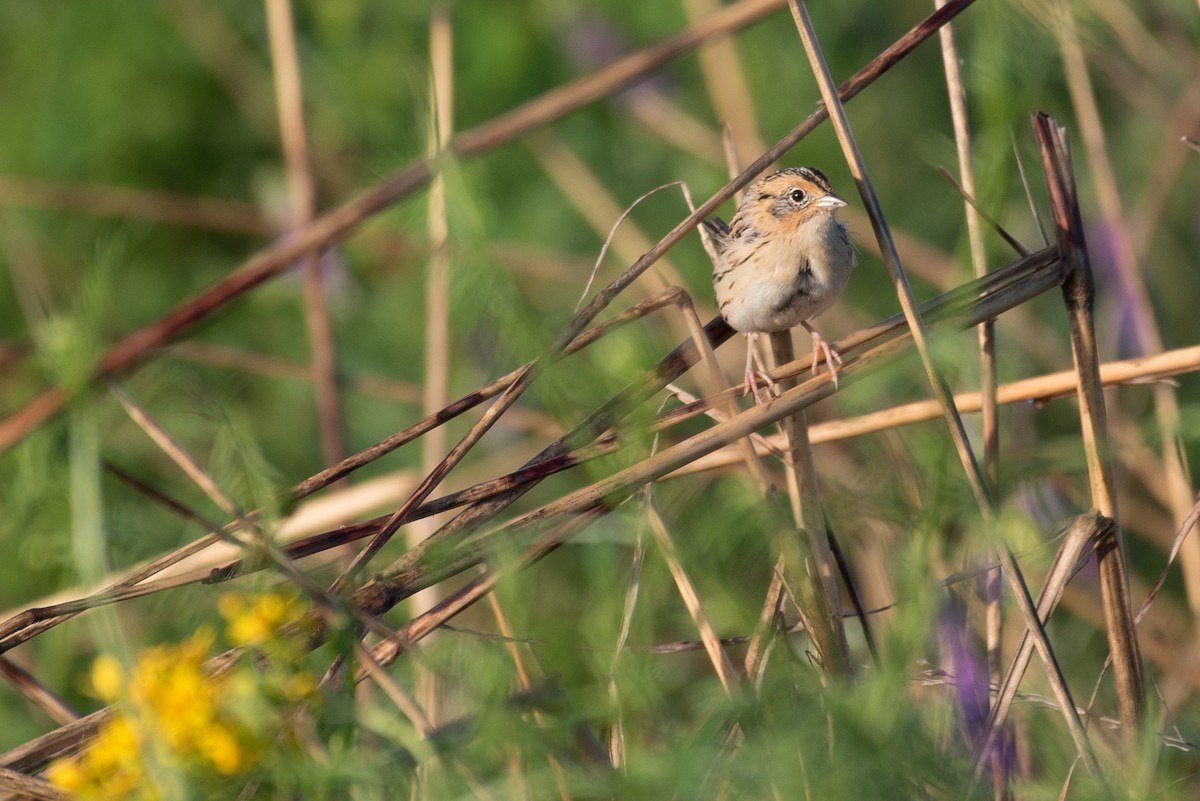 LeConte's Sparrow - ML228648301