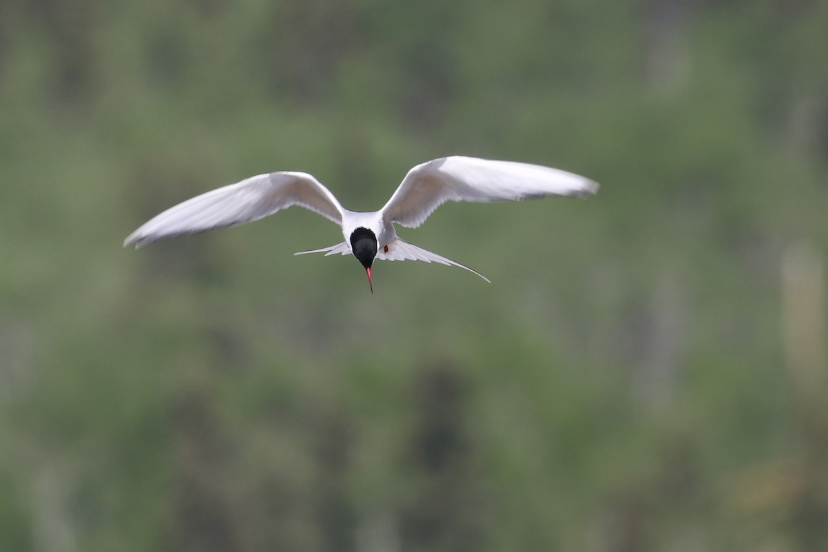 Arctic Tern - ML228649861