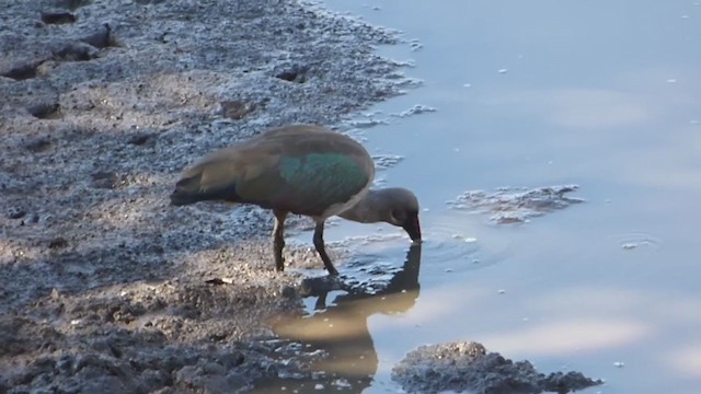 Hadada Ibis - ML228650051