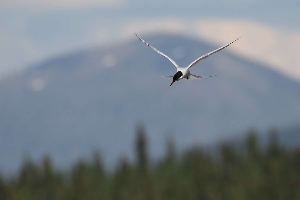 Arctic Tern - Cameron Eckert