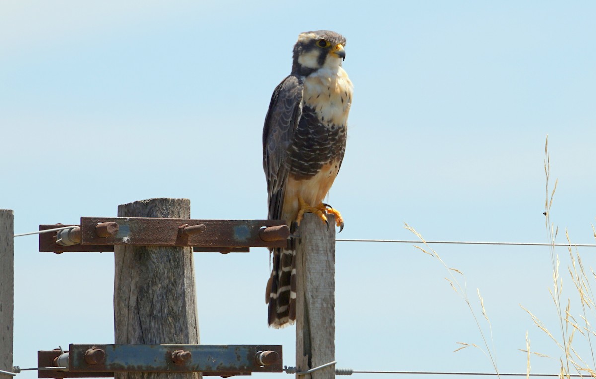 Aplomado Falcon - ML22865061