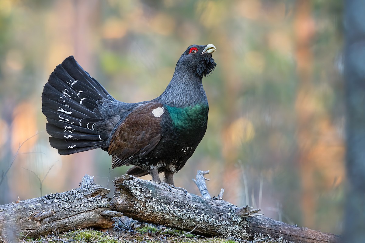 Western Capercaillie - ML228651041