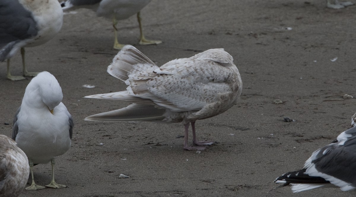 Iceland Gull - Brian Sullivan