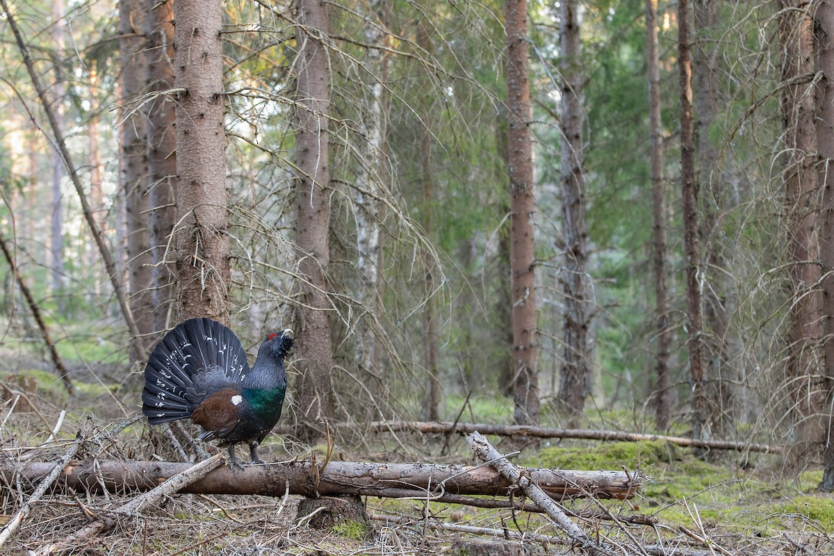 Western Capercaillie - ML228651301