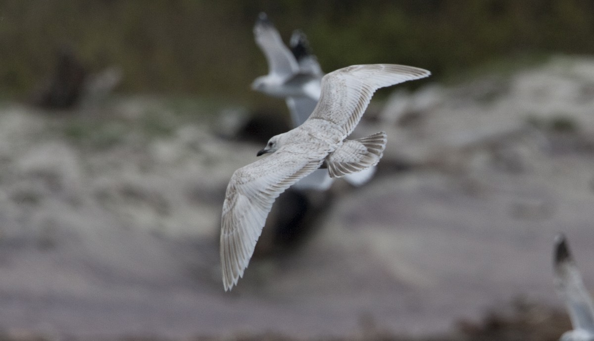 Iceland Gull - Brian Sullivan