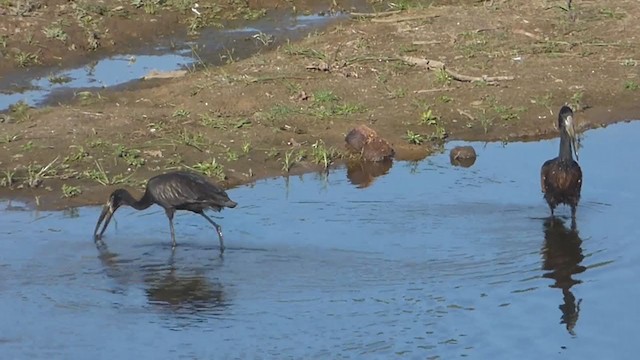 African Openbill - ML228651471