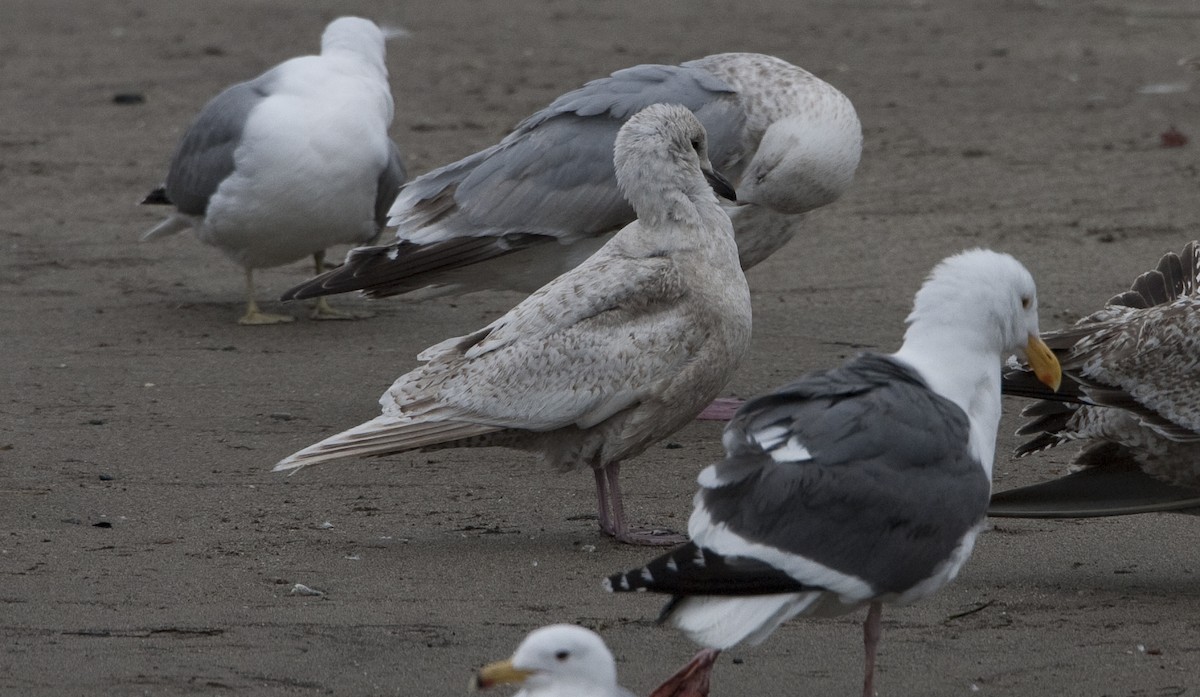 Iceland Gull - Brian Sullivan