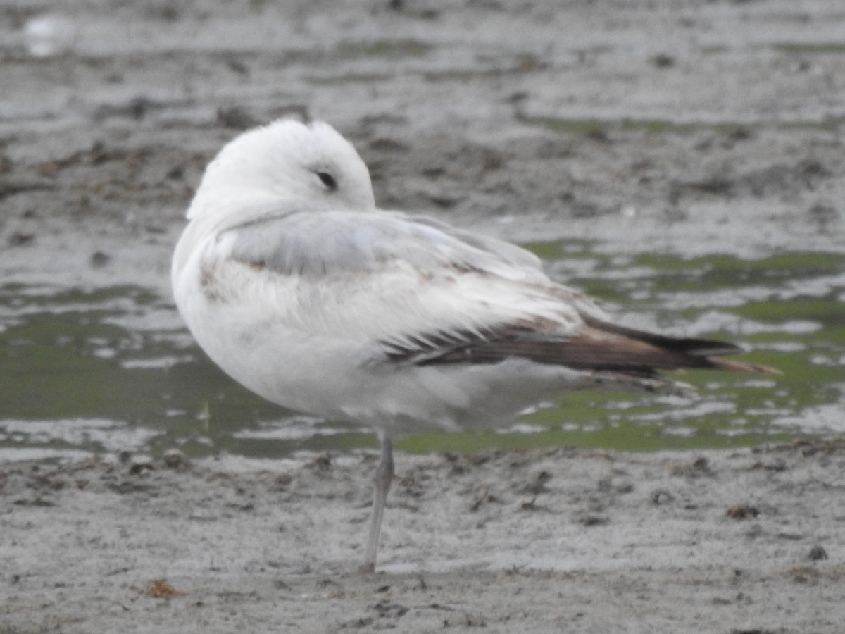 Short-billed Gull - ML228651561