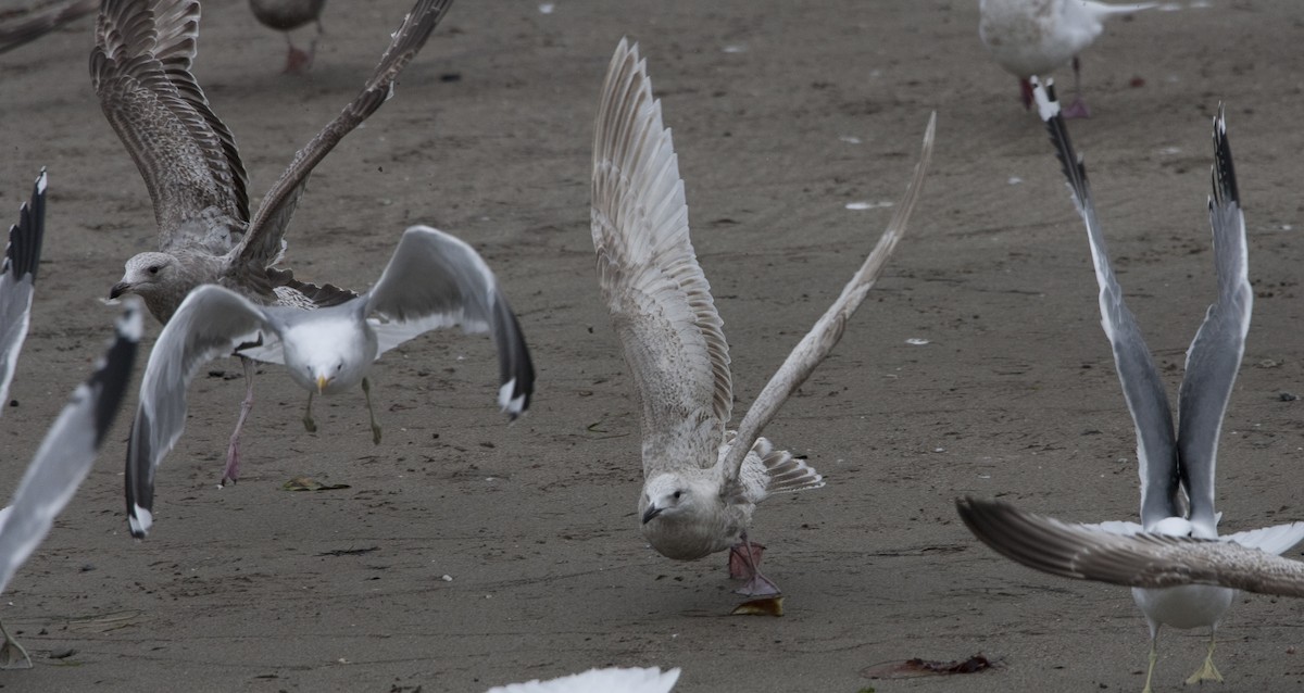 Gaviota Groenlandesa - ML22865171