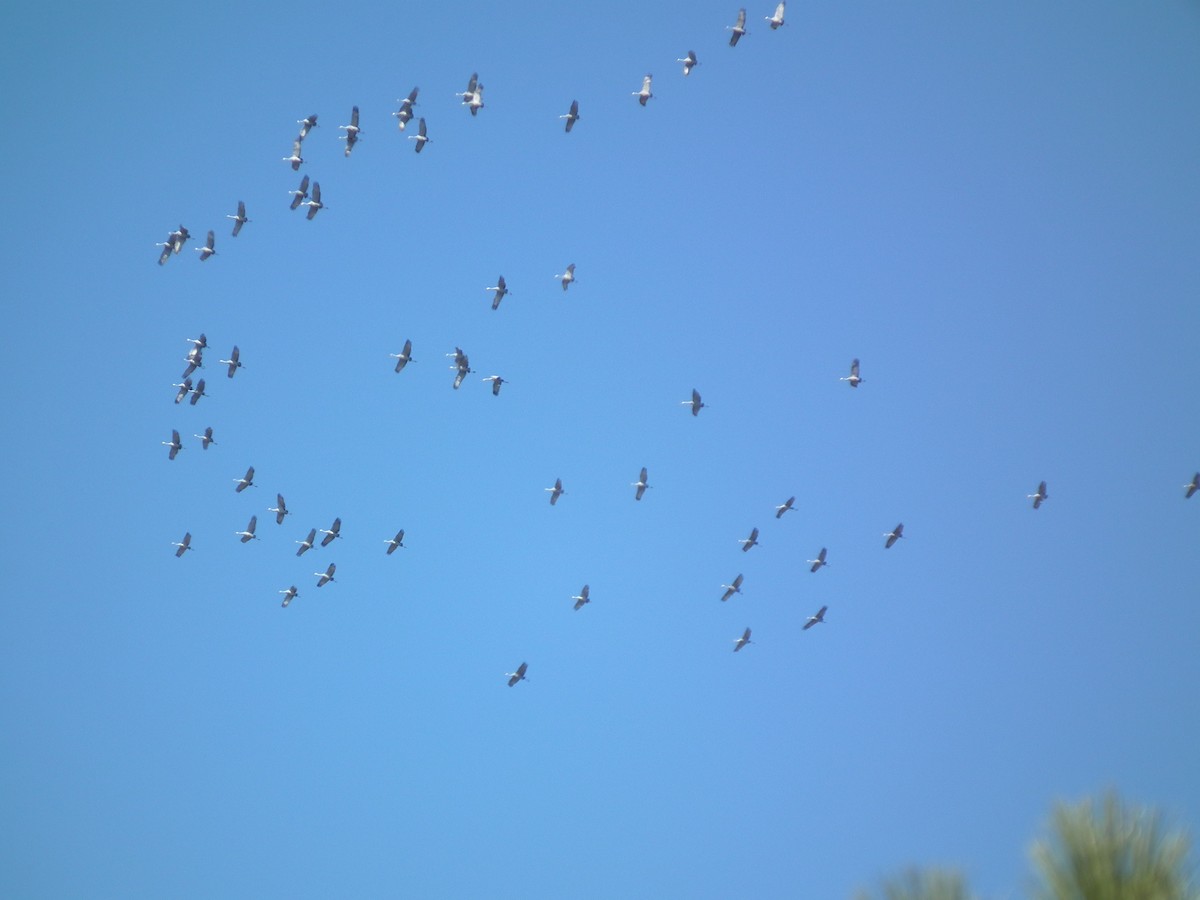 Sandhill Crane - ML228652241