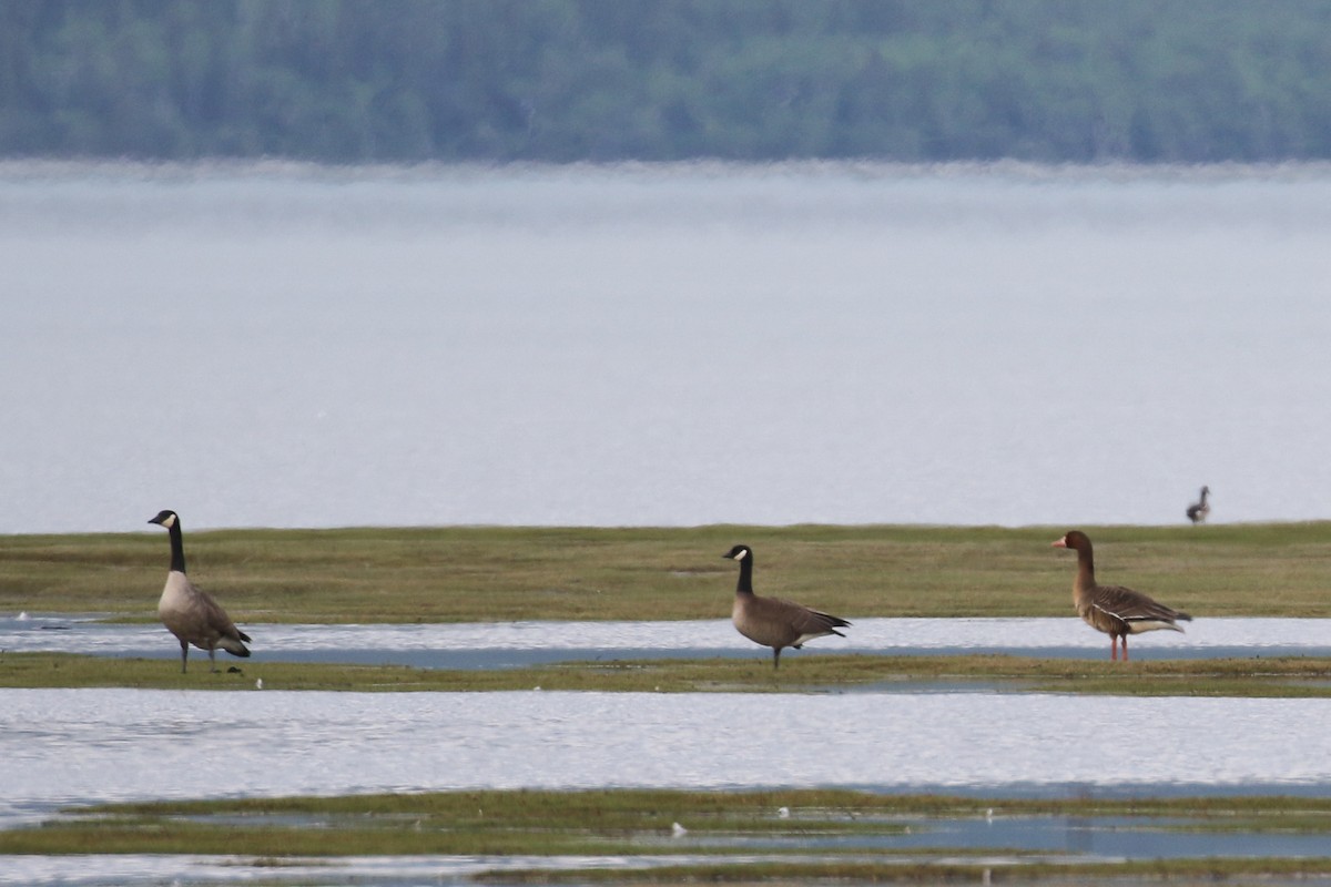 Greater White-fronted Goose - Cameron Eckert