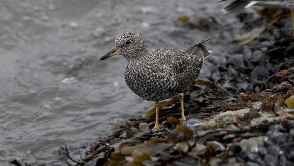 Surfbird - Brian Sullivan