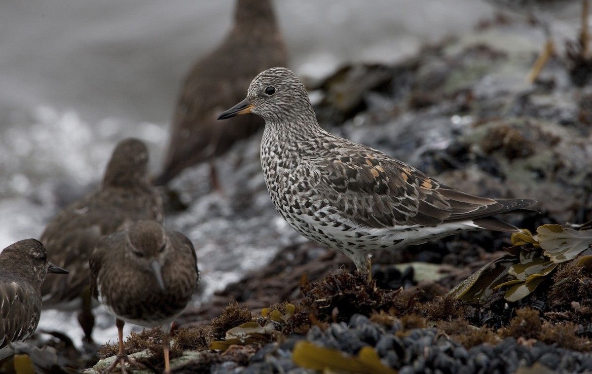 Surfbird - Brian Sullivan