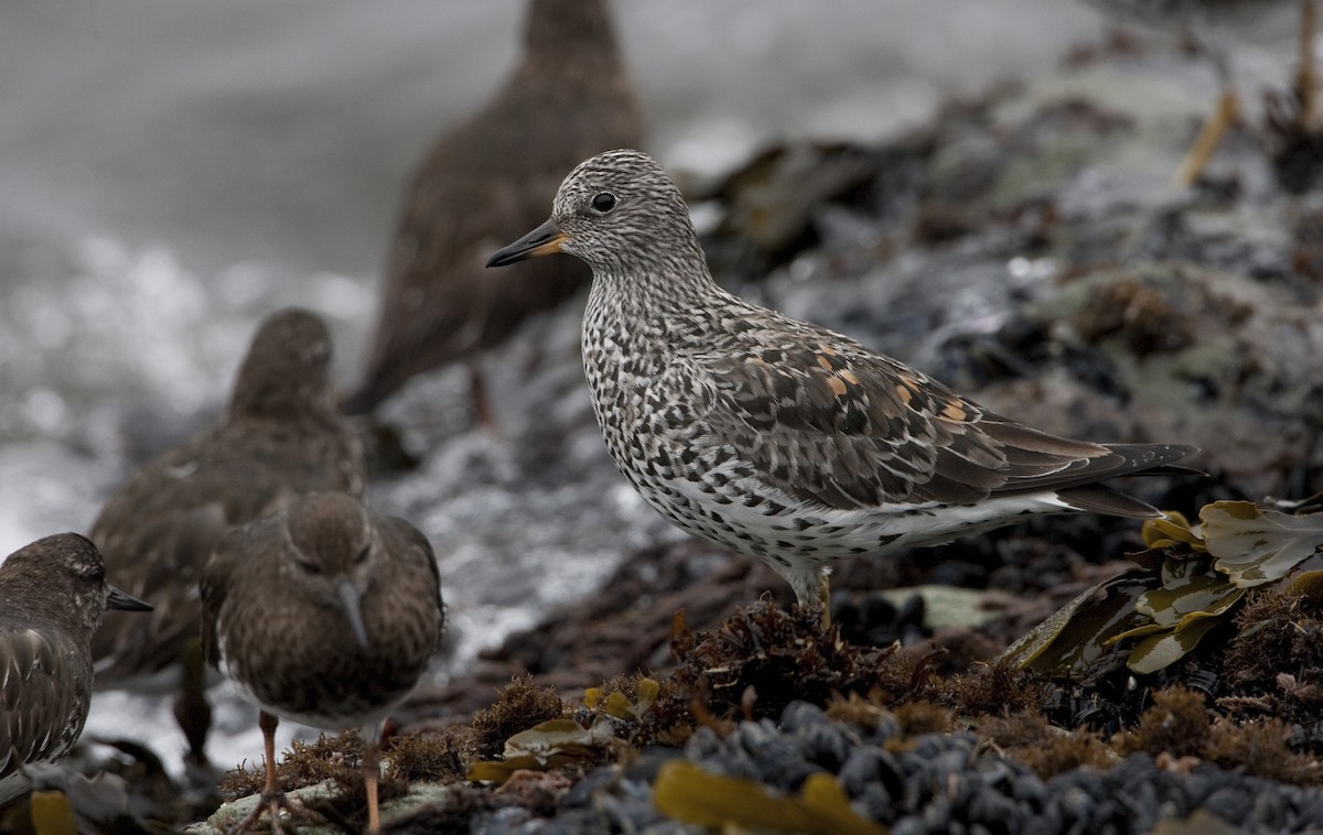 Surfbird - ML22865391