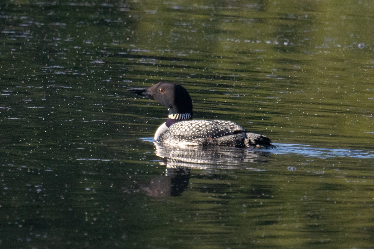 Common Loon - ML228653941