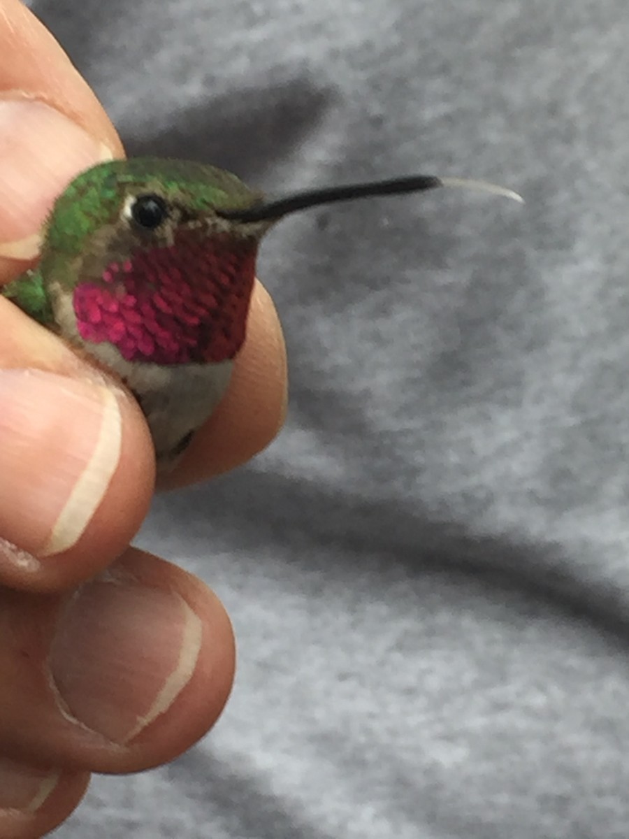 Broad-tailed Hummingbird - Ethan  Greenberg