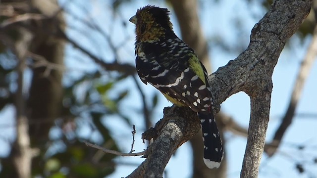 Crested Barbet - ML228655181